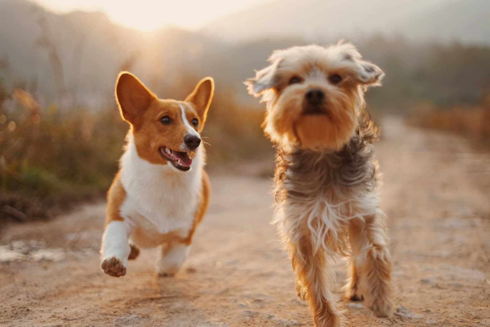 Two dogs running on a path at sunset