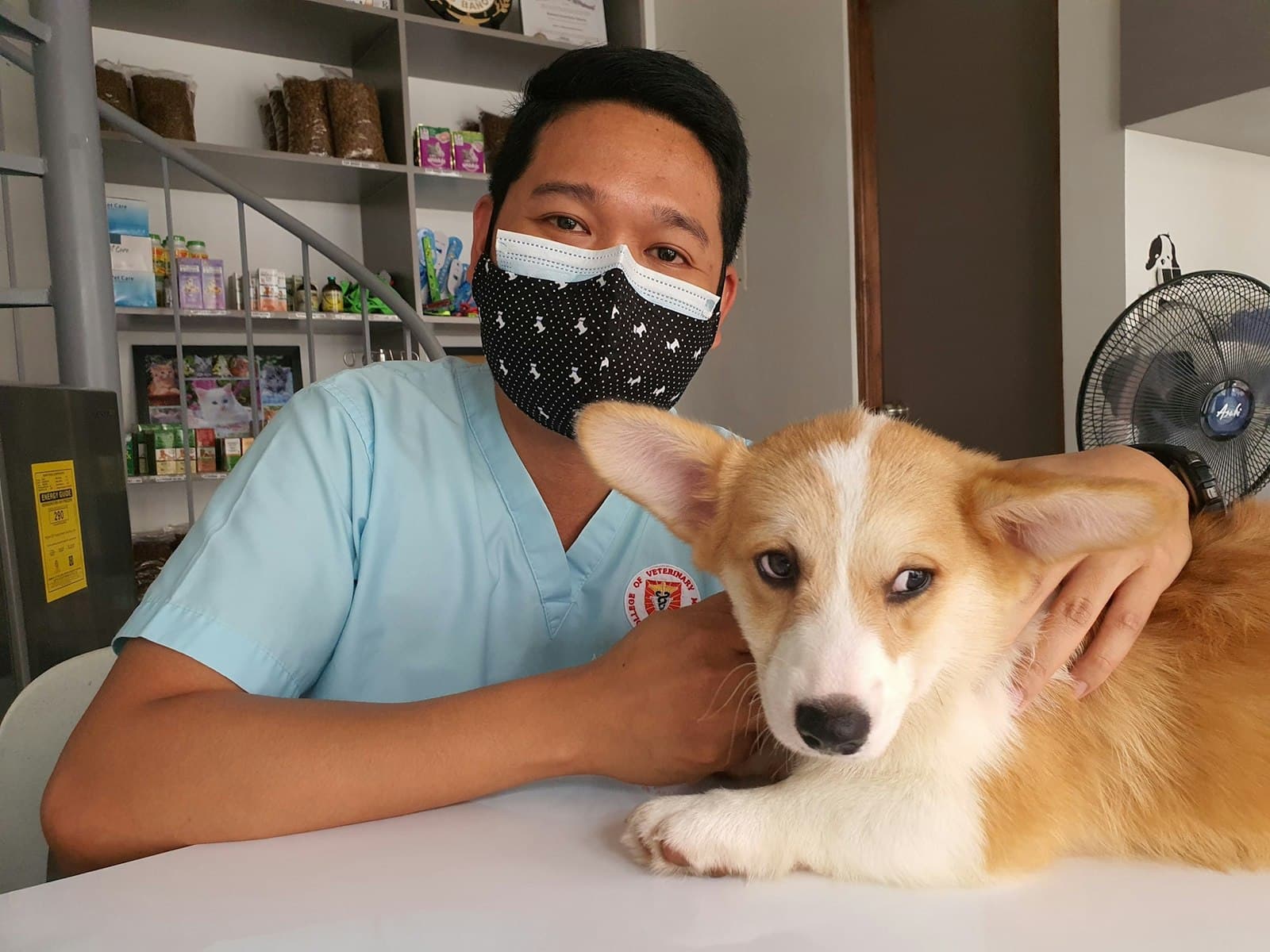 A veterinarian with a corgi on the examination table
